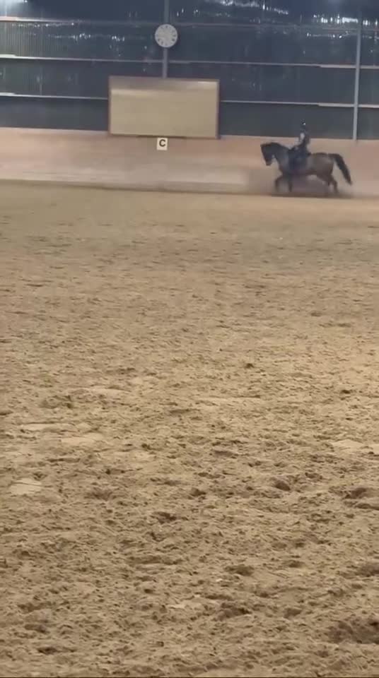 Dressyr hästar till salu: Välmeriterad tävlingshäst  - Video 4