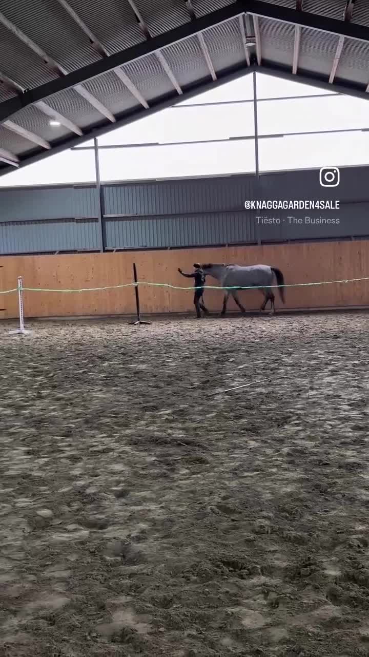 Hoppning hästar till salu: Enelzkey-sto för framtiden✨ - Video 2