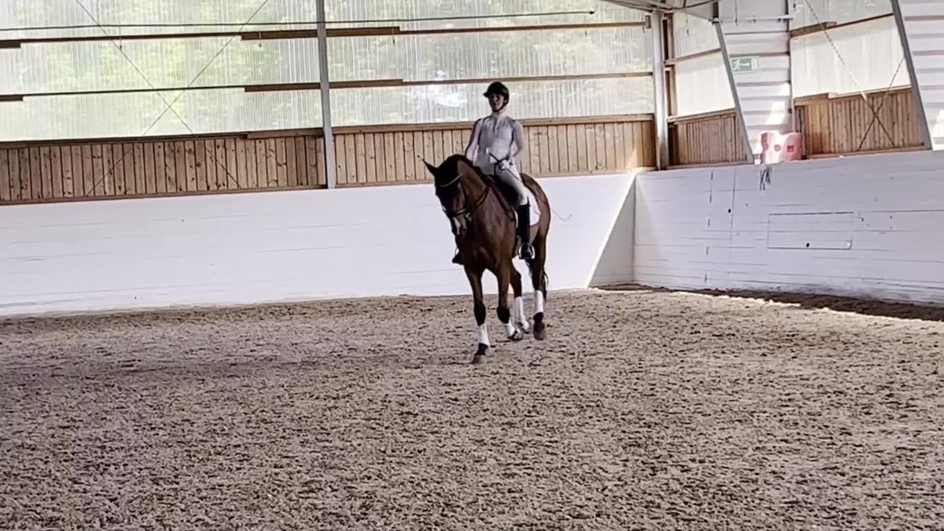 Dressyr hästar till salu: Dressyrhäst med utstrålning - Video 2