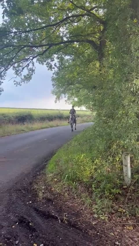 Hoppning hästar till salu: 3YO CONNEMARA – ELITE JUMPING PROSPECT i Ljungby - Video 5