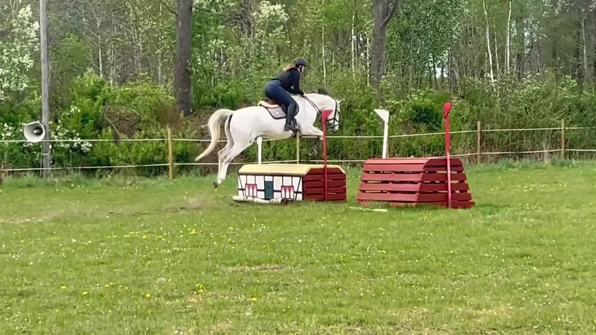 Allround hästar till salu: Perfekt läromästare/ Mor/dotter  i Billesholm - Video 1