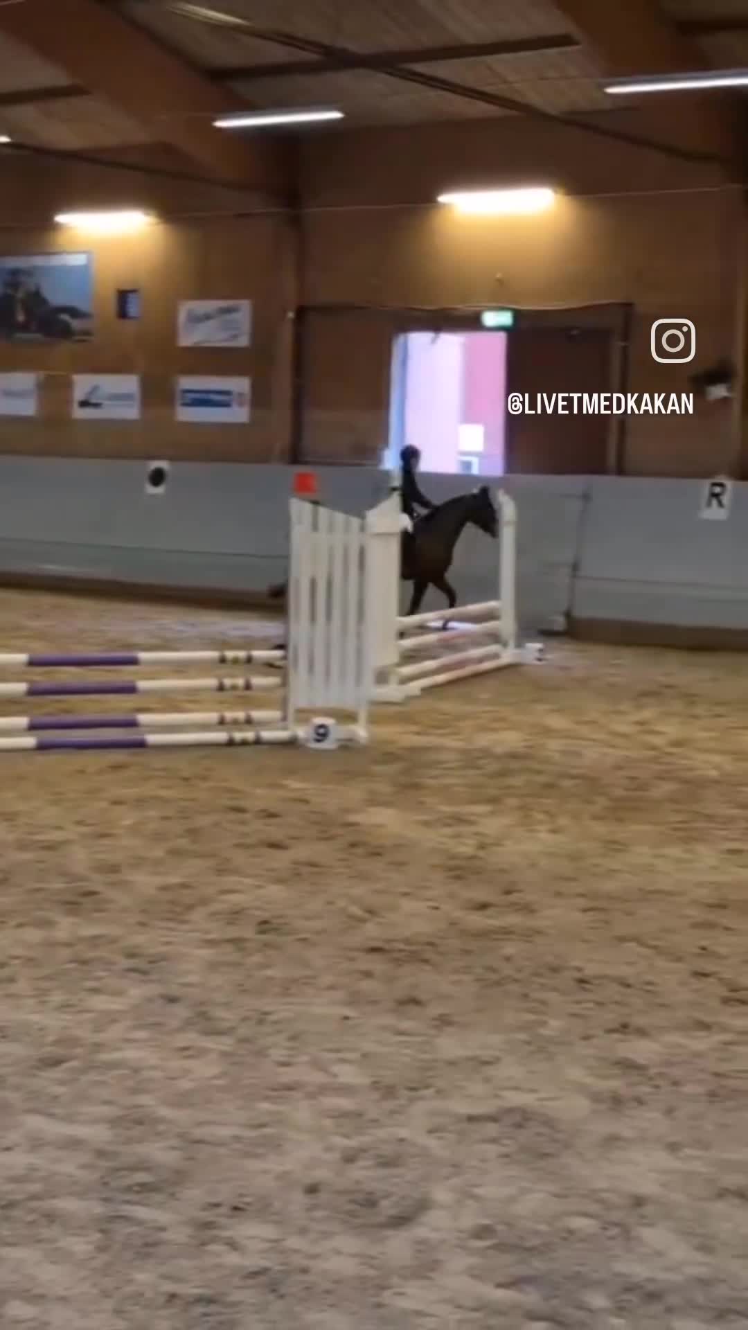 Allround hästar till salu: Bästa kompis eller tävlingsponny - Video 2