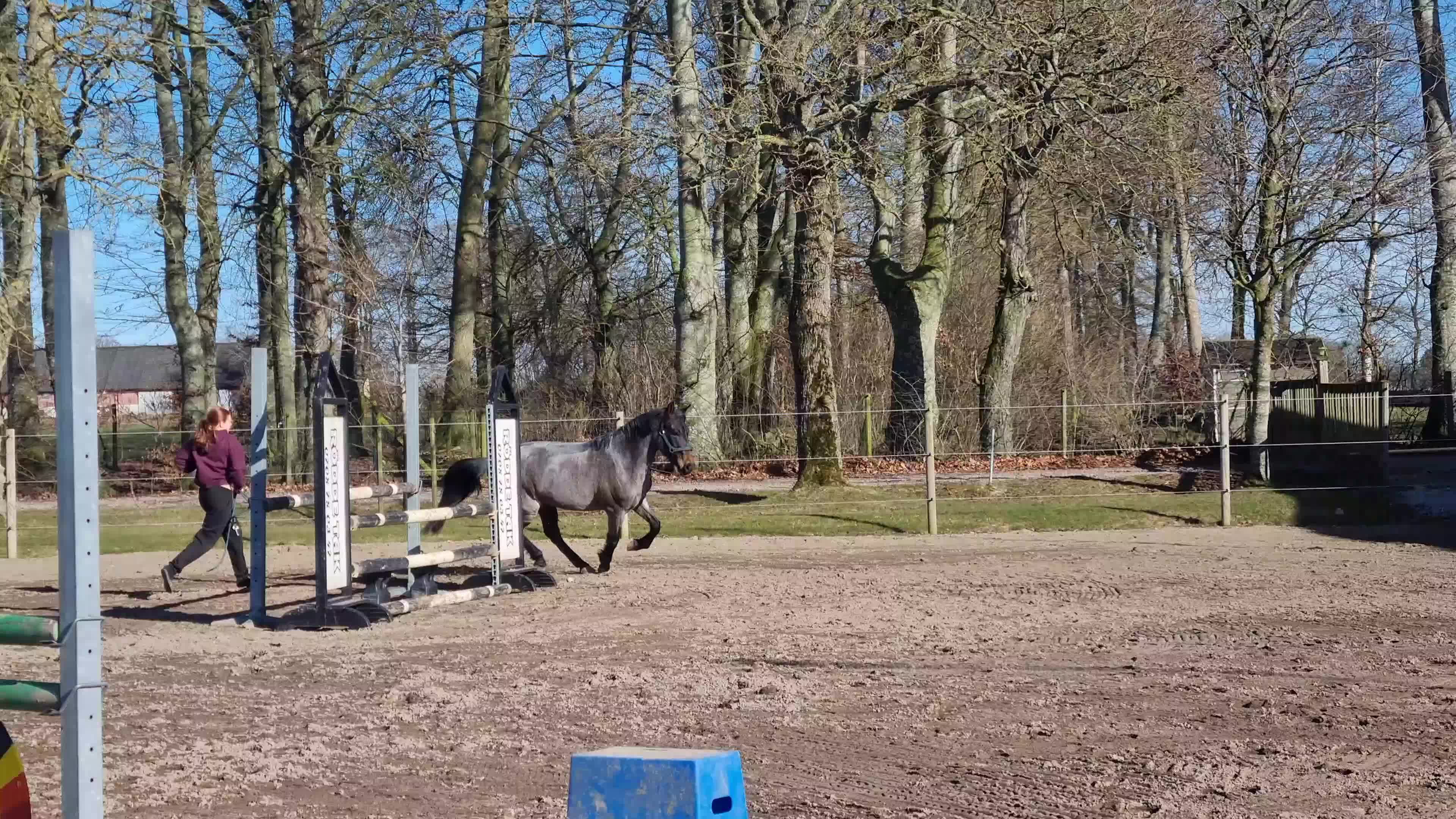 Allround hästar till salu: Någons bästa vän - Video 2