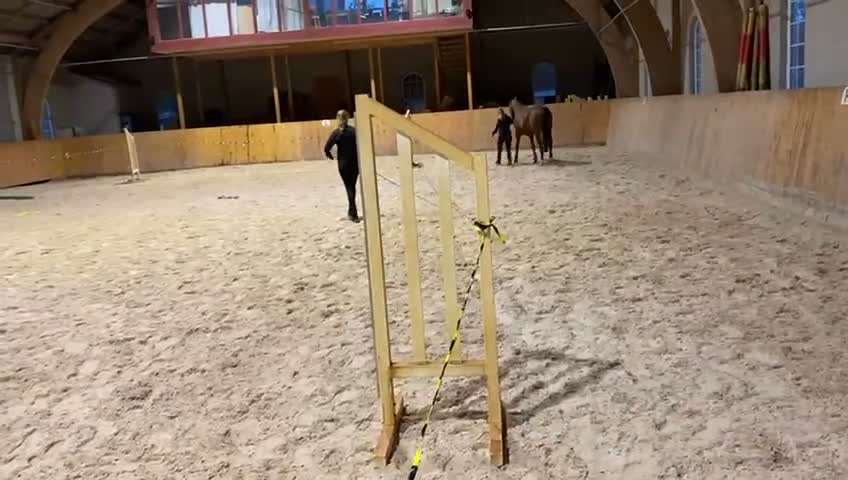 Hoppning hästar till salu: Lovande svenskfött sto med framtidspotential ✨ - Video 3