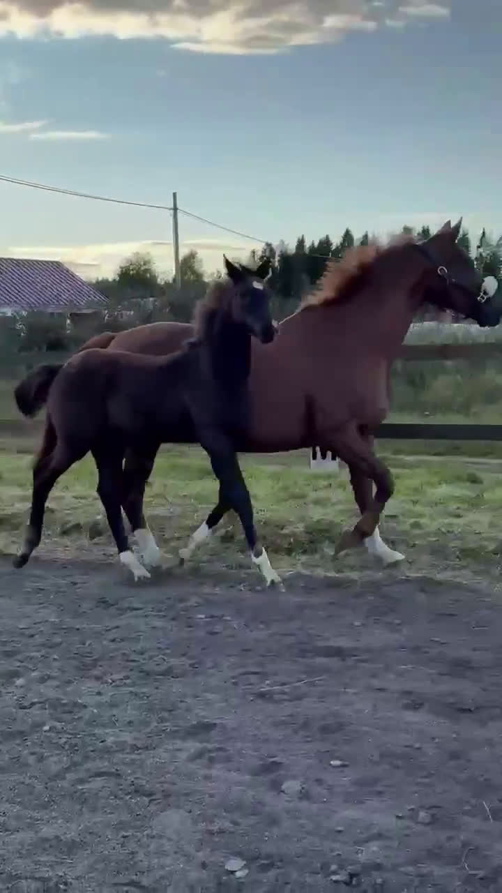 Dressyr hästar till salu: Hingstföl efter Skyline to B i Robertsfors - Video 1