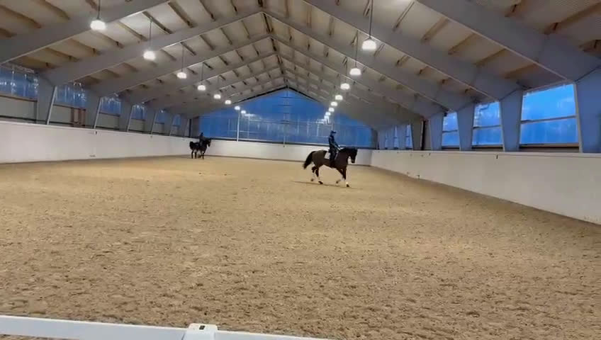 Dressyr hästar till salu: Sto med massor av kapacitet - Video 4
