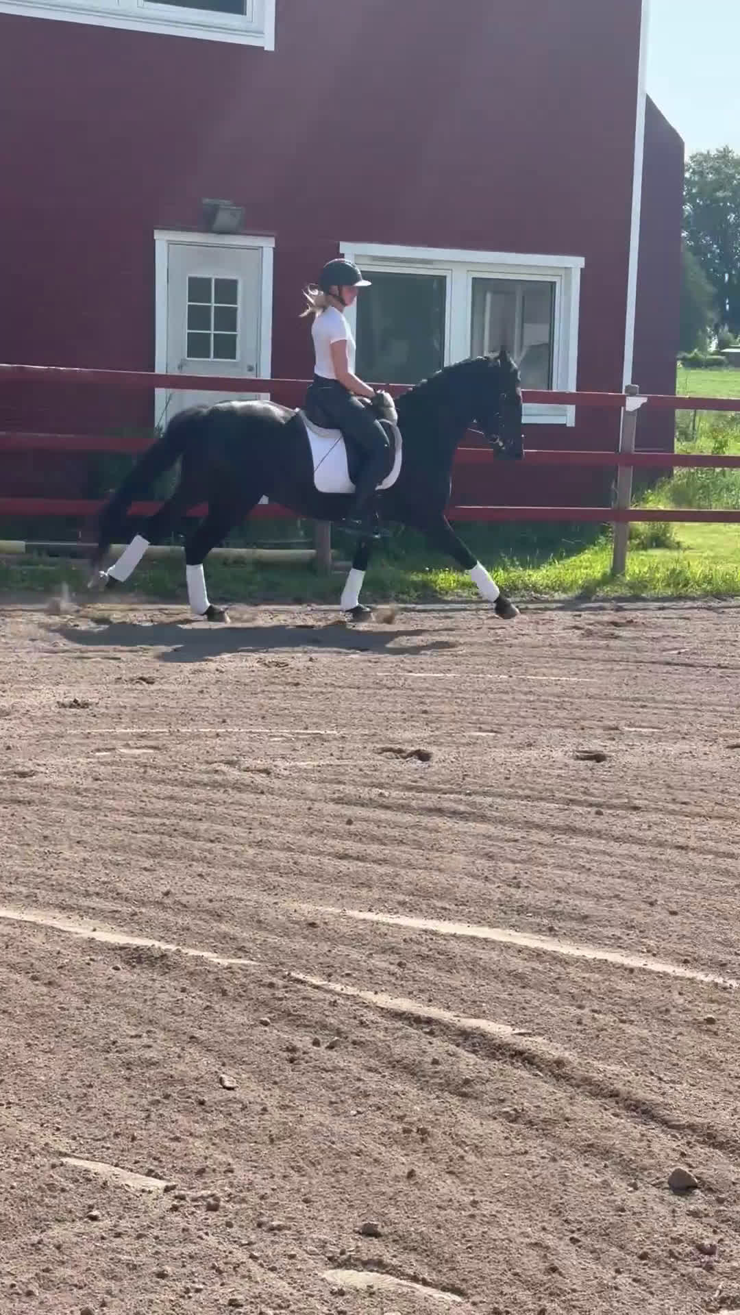 Allround hästar till salu: Perfekt till vuxen ryttare ⭐️ i Fjugesta - Video 2