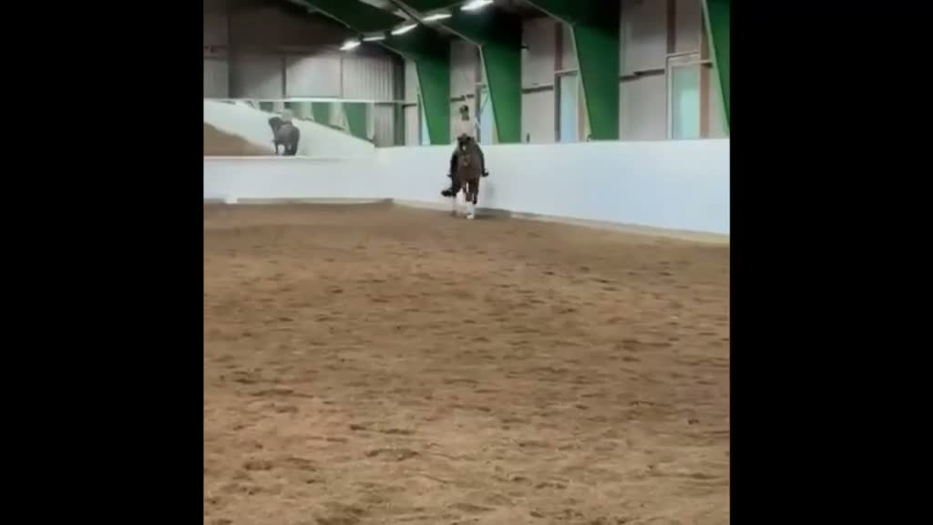 Dressyr hästar till salu: Dressyrsto 8 år i Åkersberga - Video 1