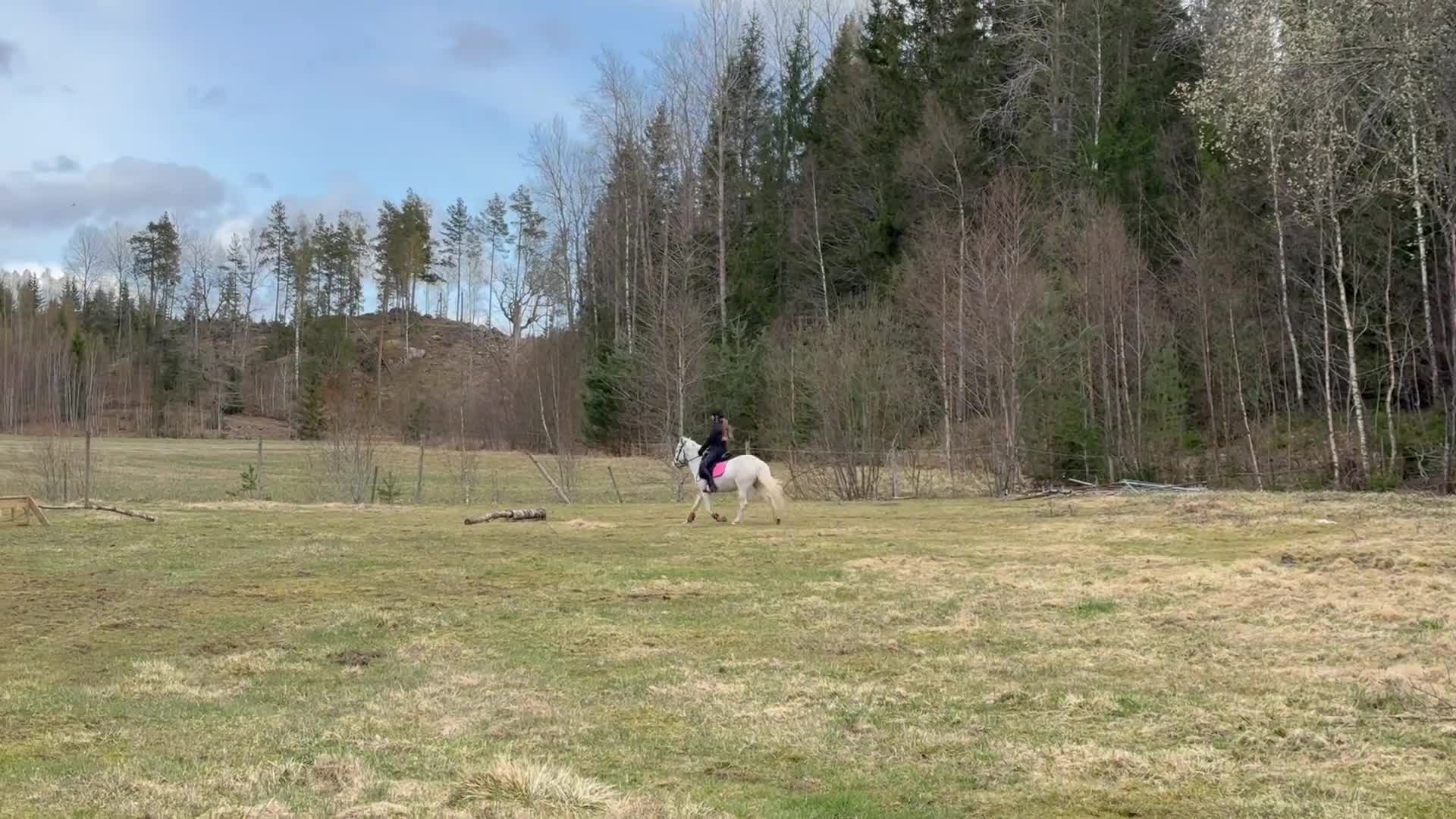 Körning hästar till salu: Inkörd allround ponny - Video 4