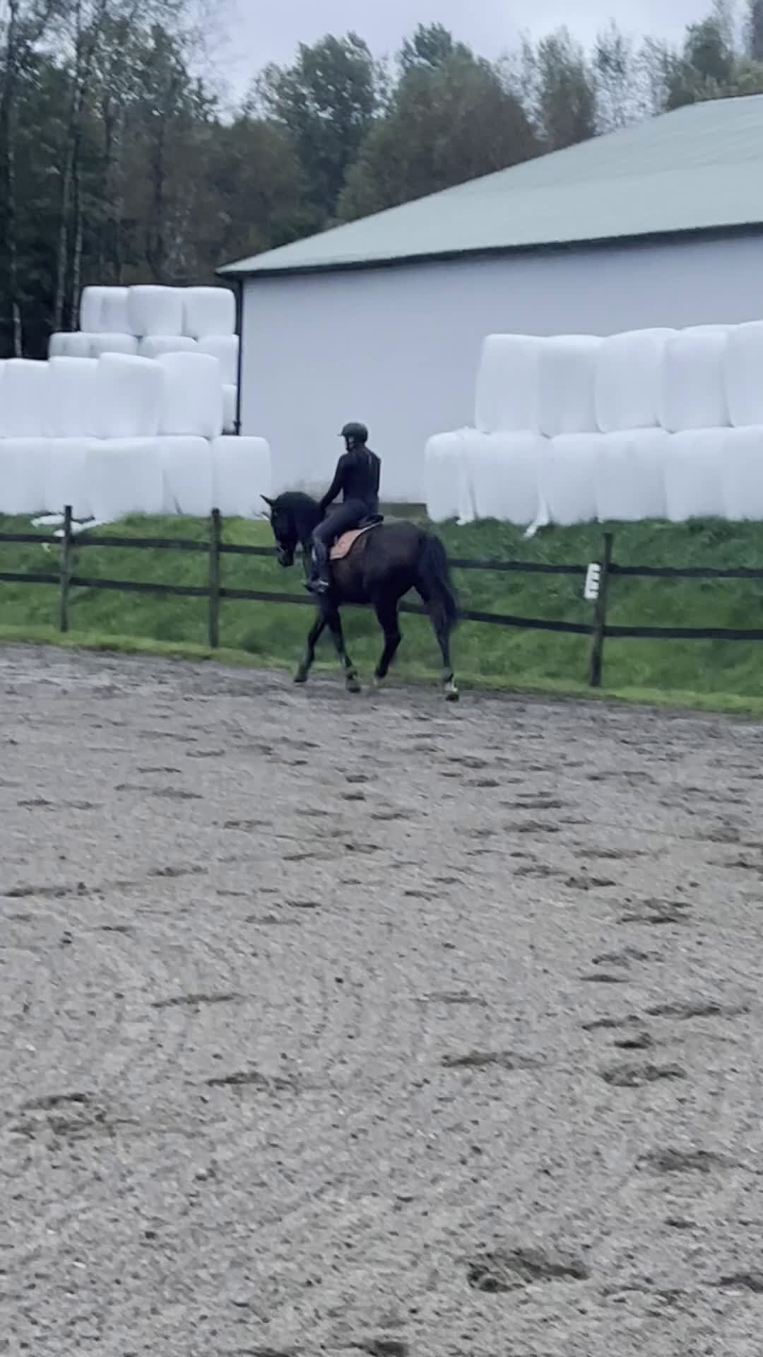 Hoppning hästar till salu: Häst med kapacitet i Henån - Video 5