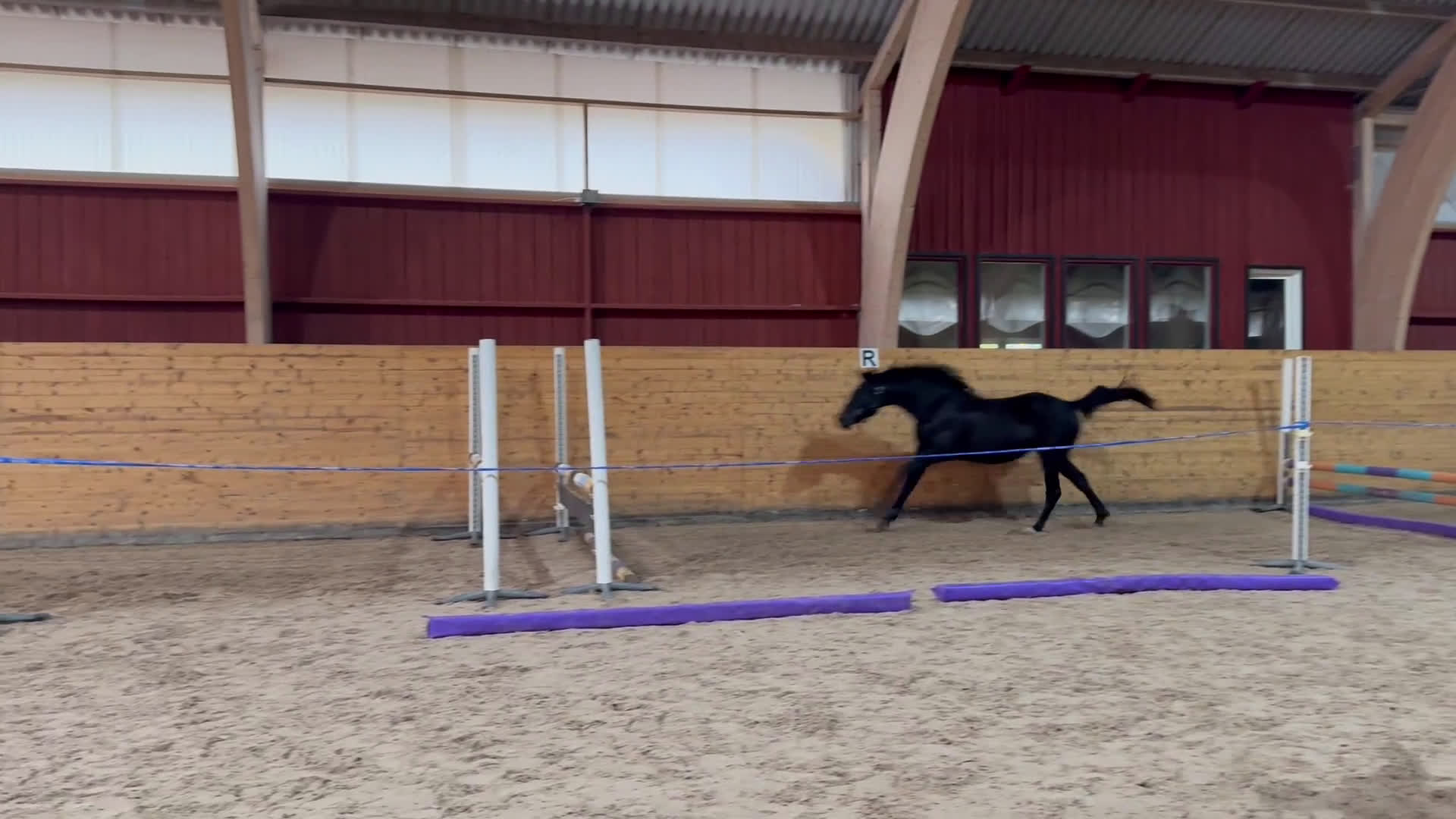 Allround hästar till salu: Häftig multitalang  i Lerum - Video 1