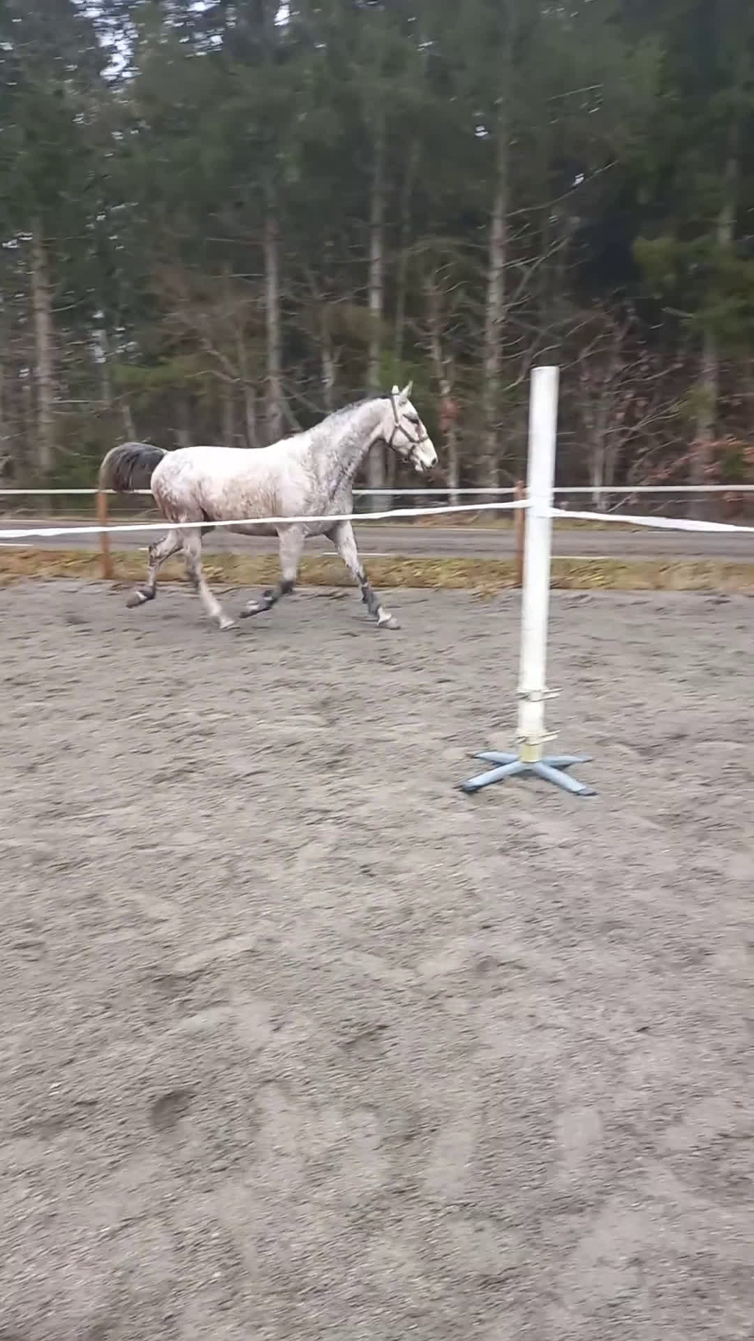 Allround hästar till salu: Trevlig kille i Torsås - Video 1