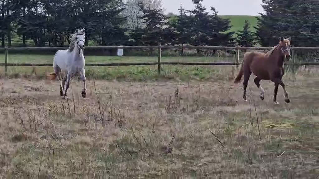 Dressyr hästar till salu: Connemara/Warmblood sto i Fjenneslev - Video 1