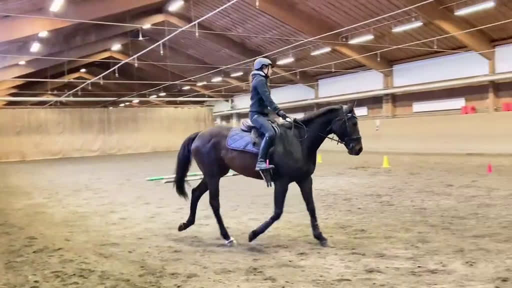 Allround hästar sökes: Hjälp med hästar  i Vännäs - Video 4