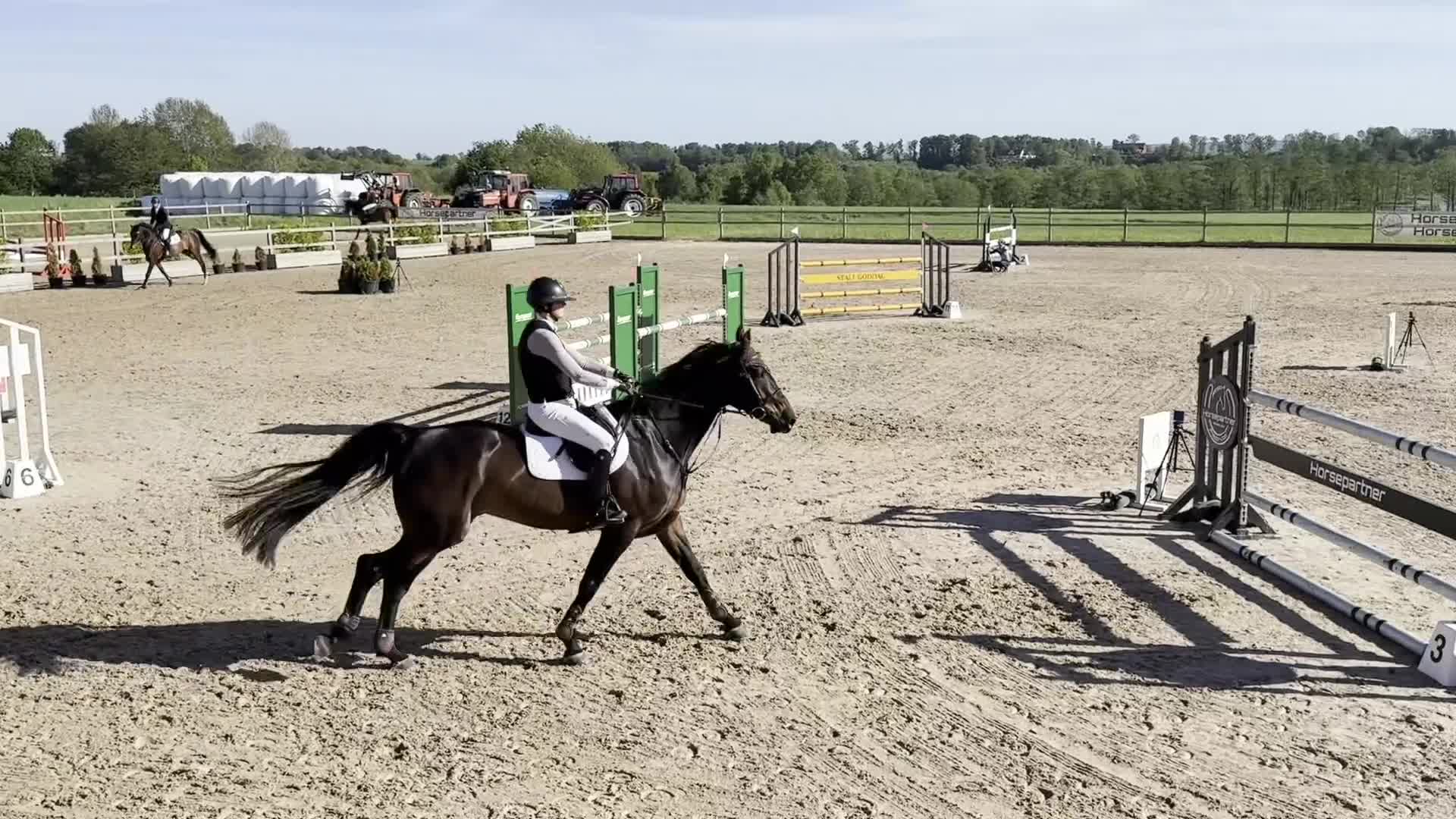 Hoppning hästar till salu: Välhoppande valack med kapacitet - Video 1