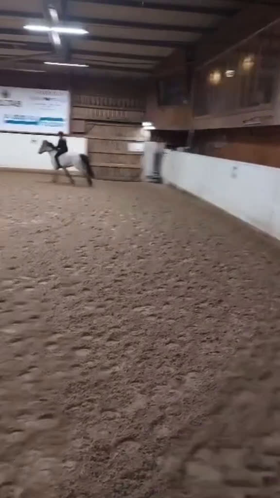 Allround hästar sökes: Söker foderhäst - Video 3