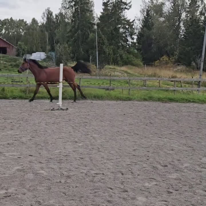 Hoppning hästar till salu: Hoppstammat sto f-23 säljes/bytes i Alunda - Video 2