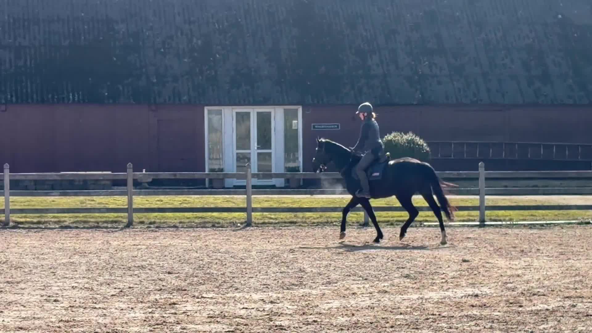 Hoppning hästar till salu: 3-årigt sto e:Mr Vain - Video 2