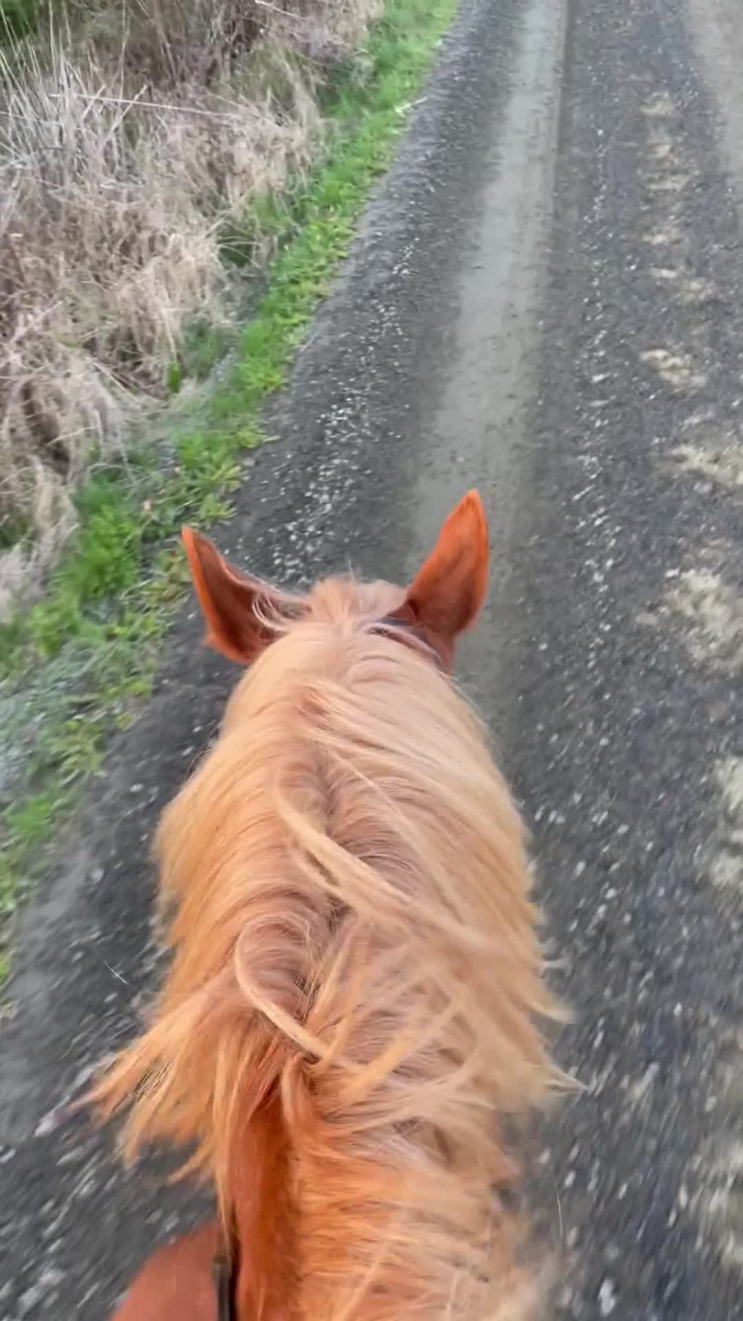 Allround hästar till salu: Sto med kapacitet - Video 1