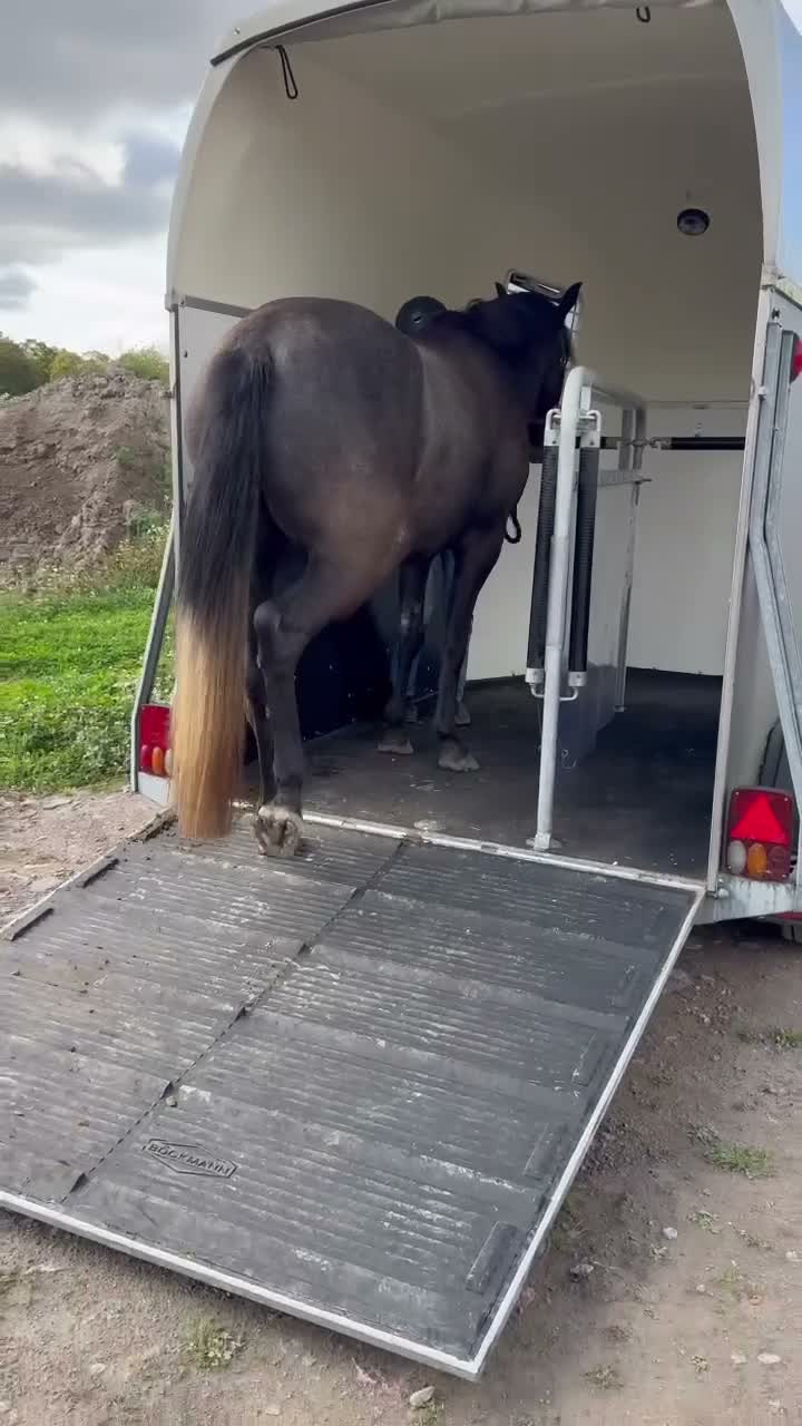 Allround hästar till salu: *Reserverad* Otroligt söt och positiv ungponny - Video 3