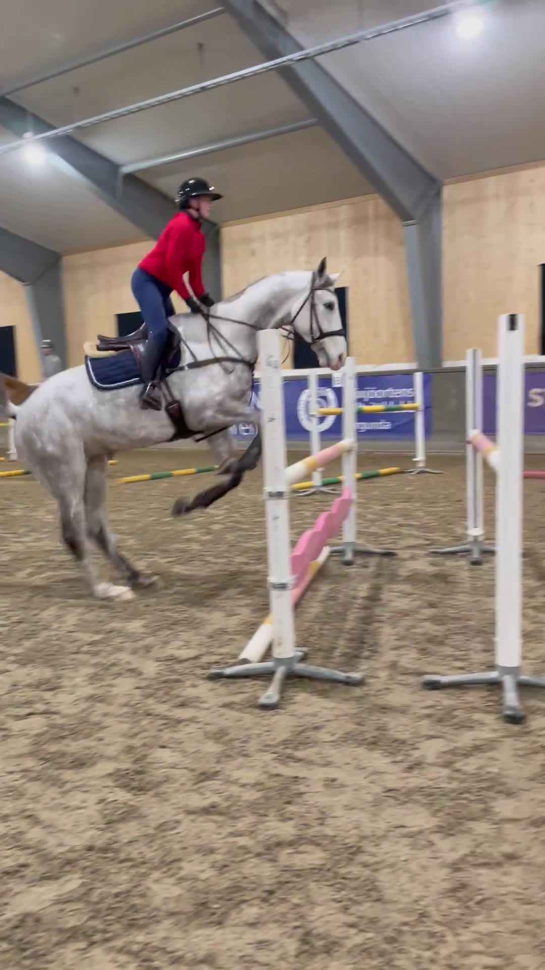 Allround hästar till salu: Allround valack - Video 5