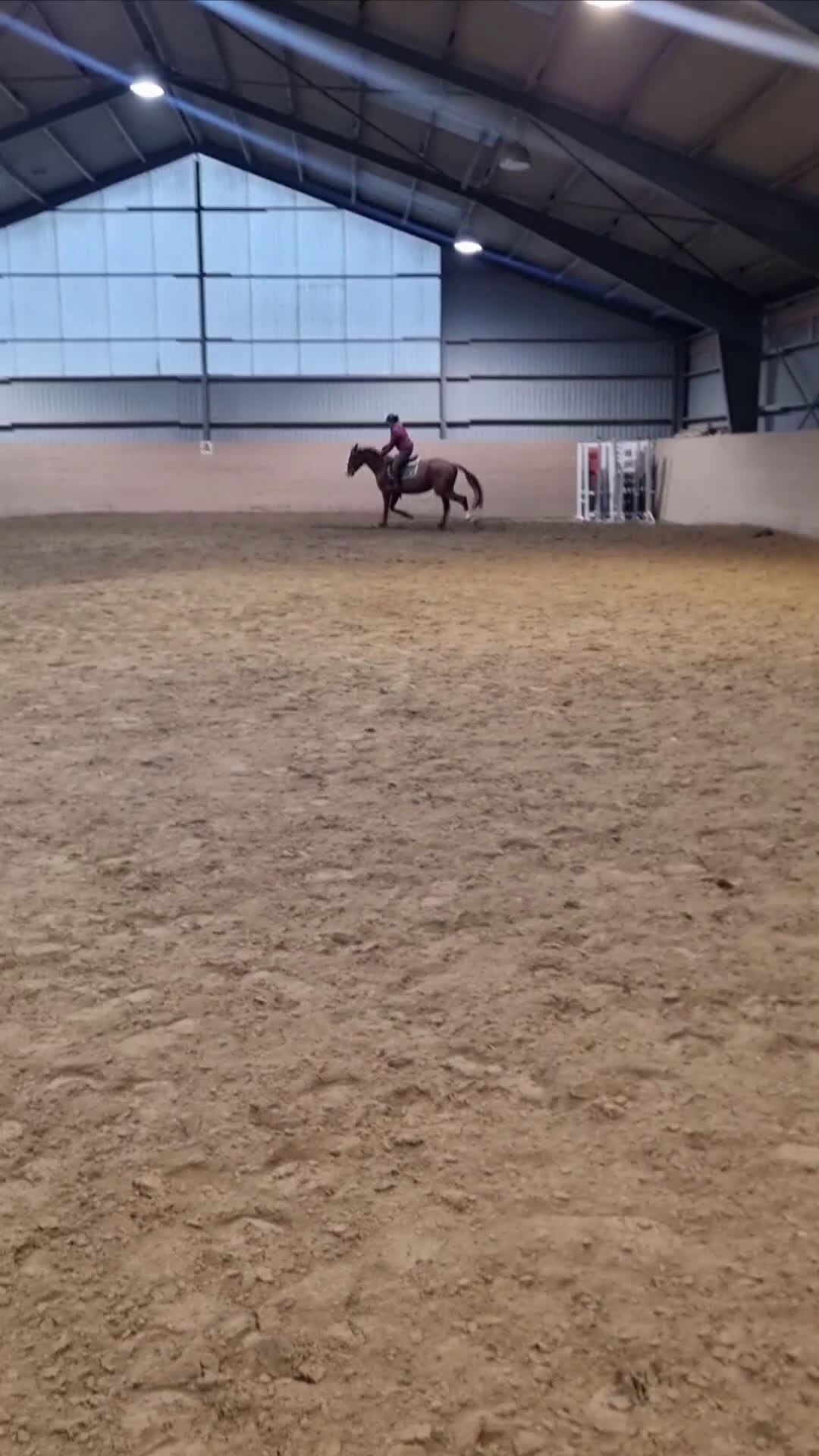 Hoppning hästar till salu: Mycket lovande Unghäst i Ingelstad - Video 3