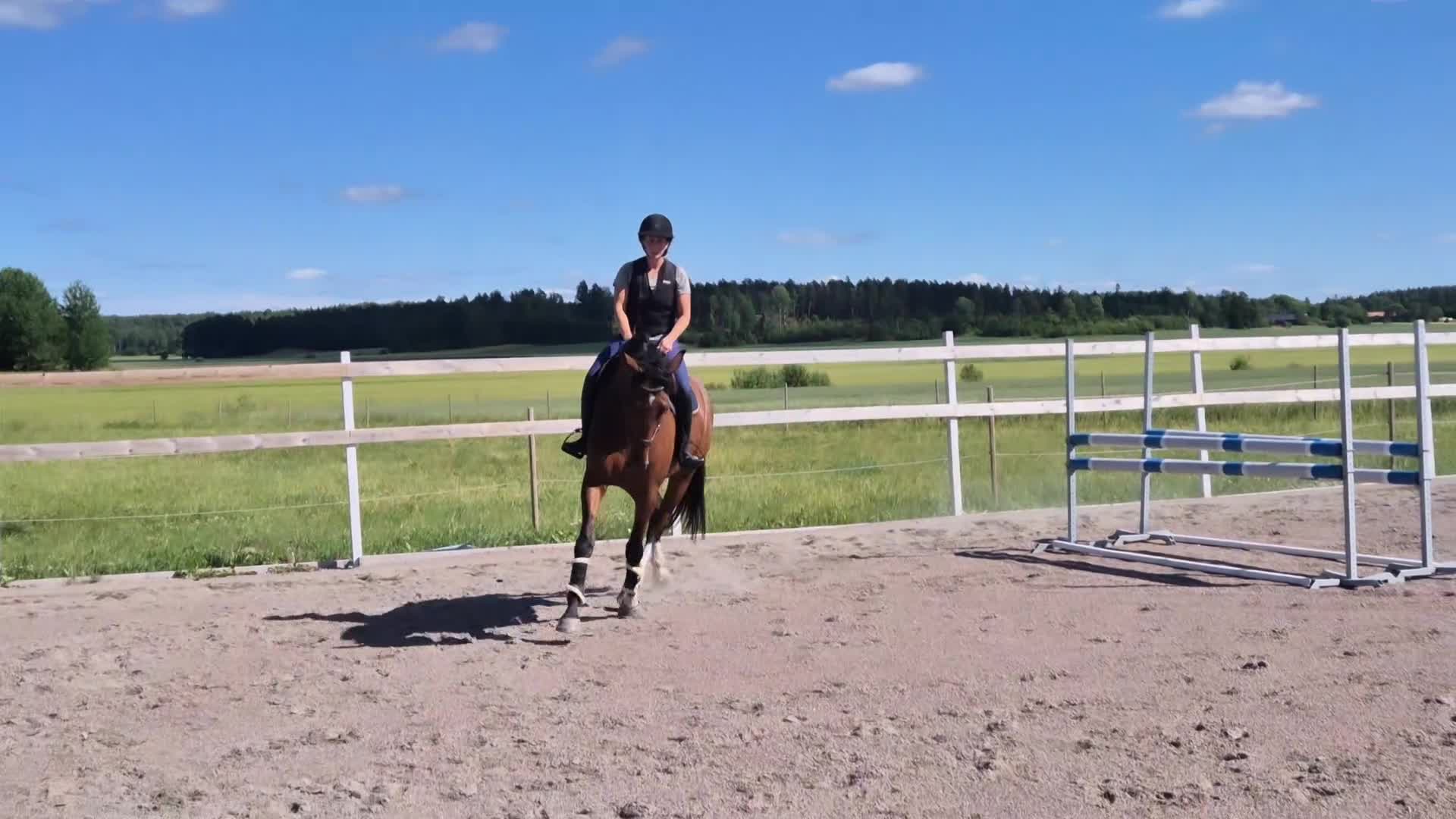 Hoppning hästar till salu: Underbar hopphäst med kapacitet - Video 2