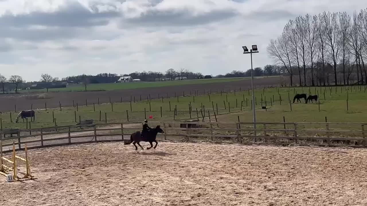 Hoppning hästar till salu: En fantastisk första tävlingsponny!! - Video 2