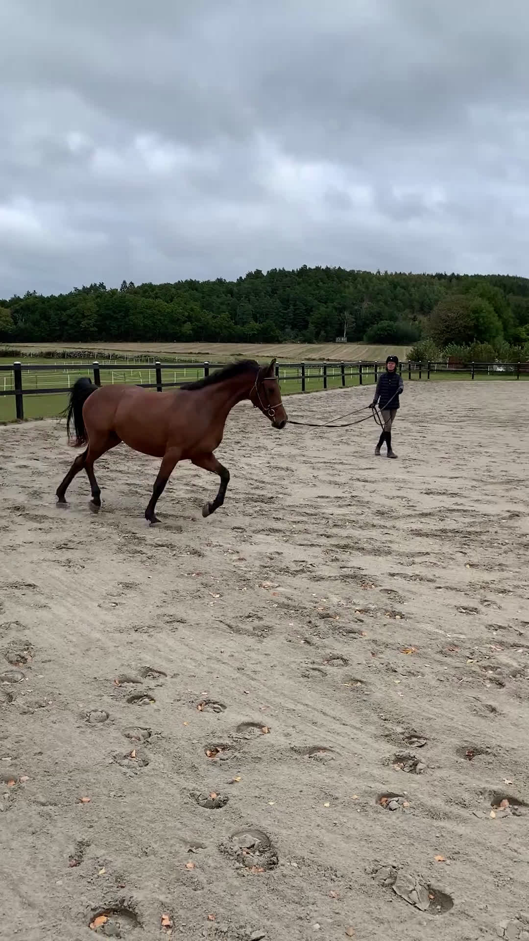 Dressyr hästar till salu: 2 årigt sto i Tvååker - Video 2