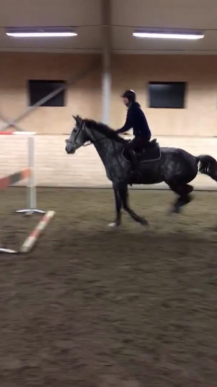 Avelshästar hästar till salu: Fint sto till avel/sällskap  i Rimbo - Video 1