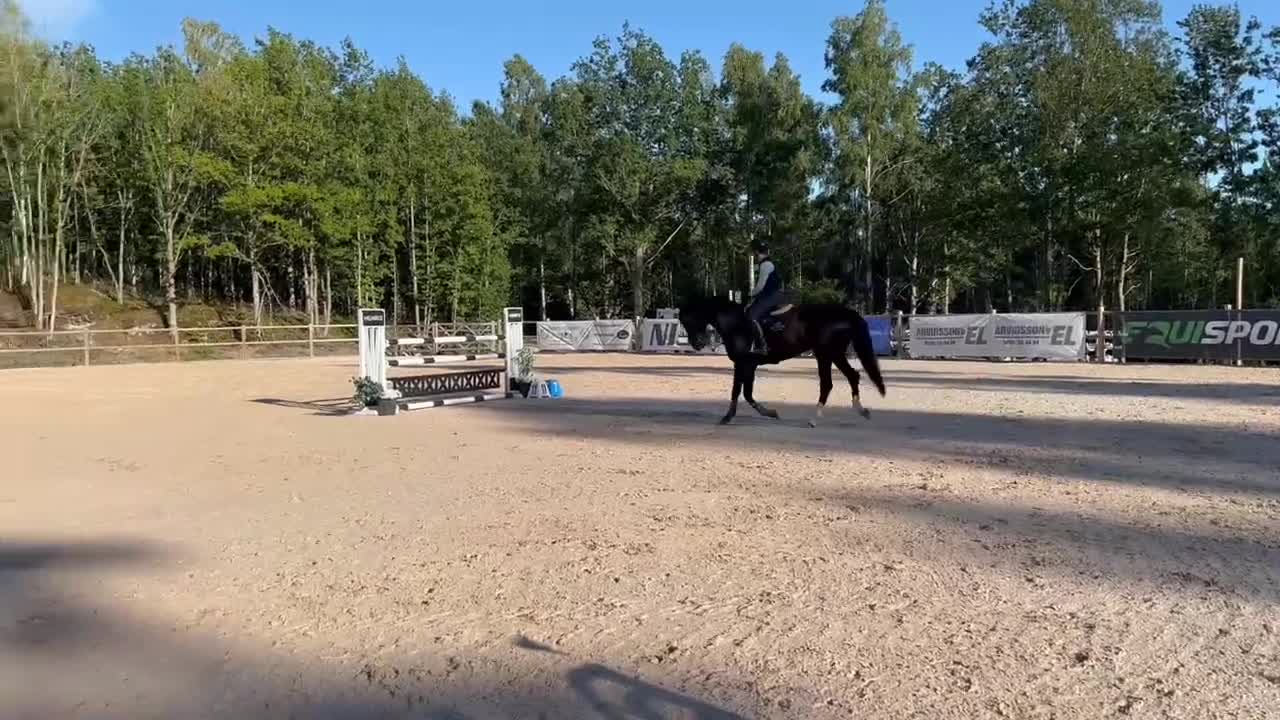 Hoppning hästar till salu: SWB sto f. 2019 - förmånligt pris vid smidig affär - Video 2