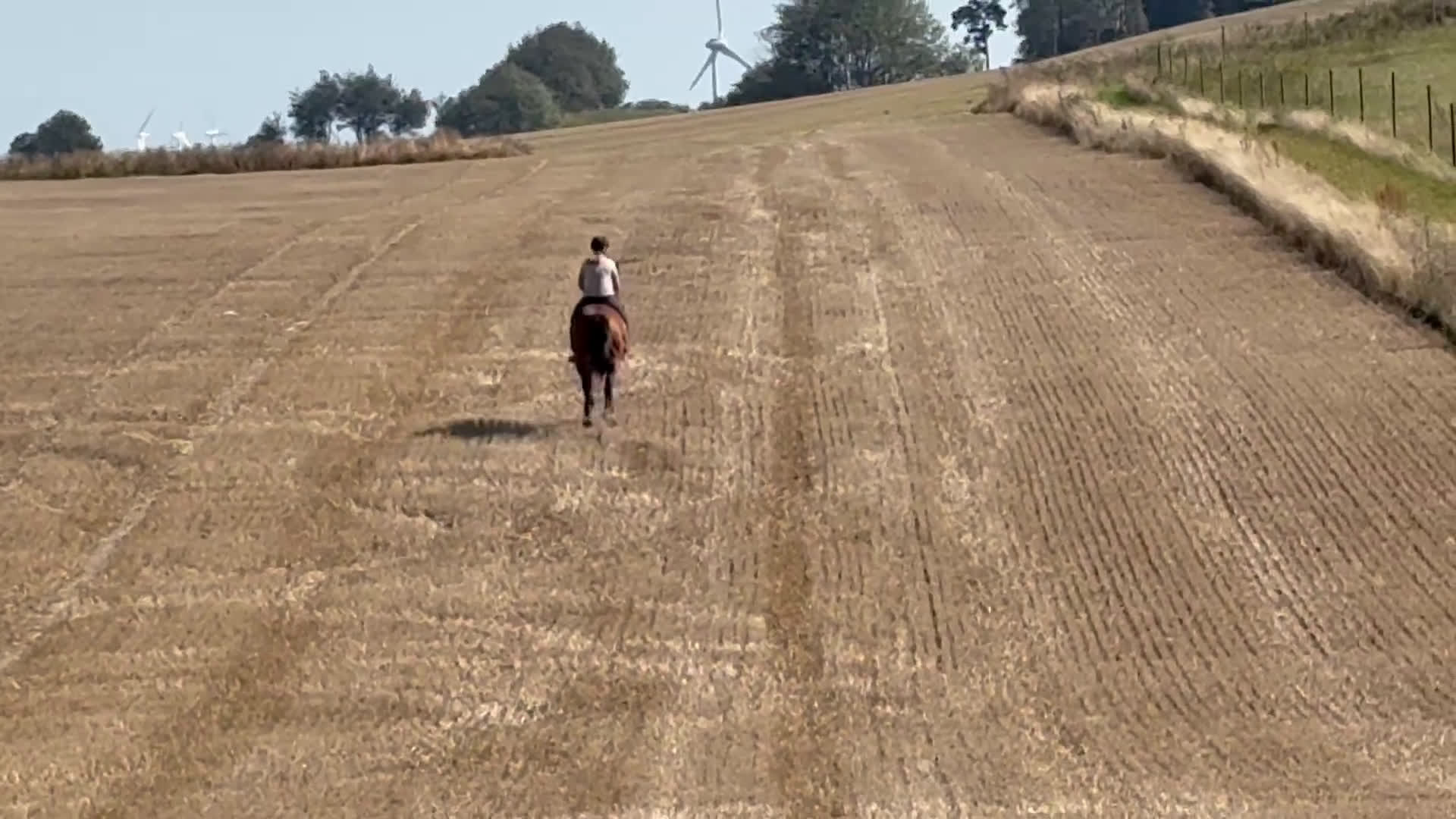 Hoppning hästar till salu: Perfekt läromästare i Tomelilla - Video 2