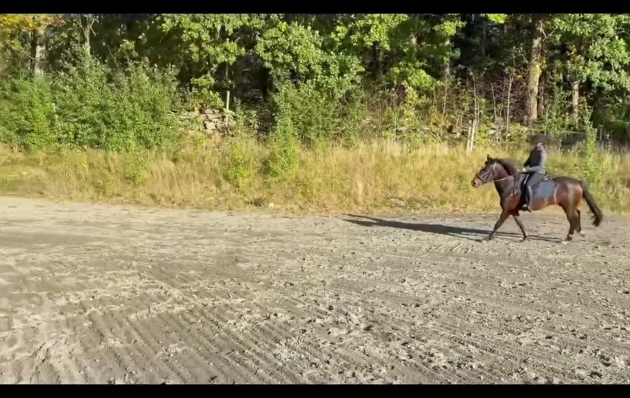 Hoppning hästar till salu: Trevlig Dponny med potential - Video 1