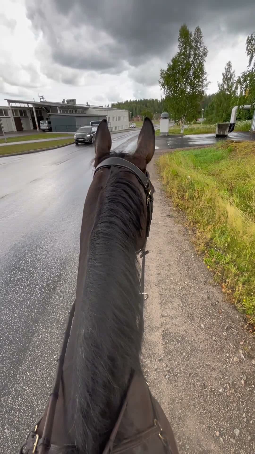 Hoppning hästar till salu: Härlig allroundhäst - Video 2