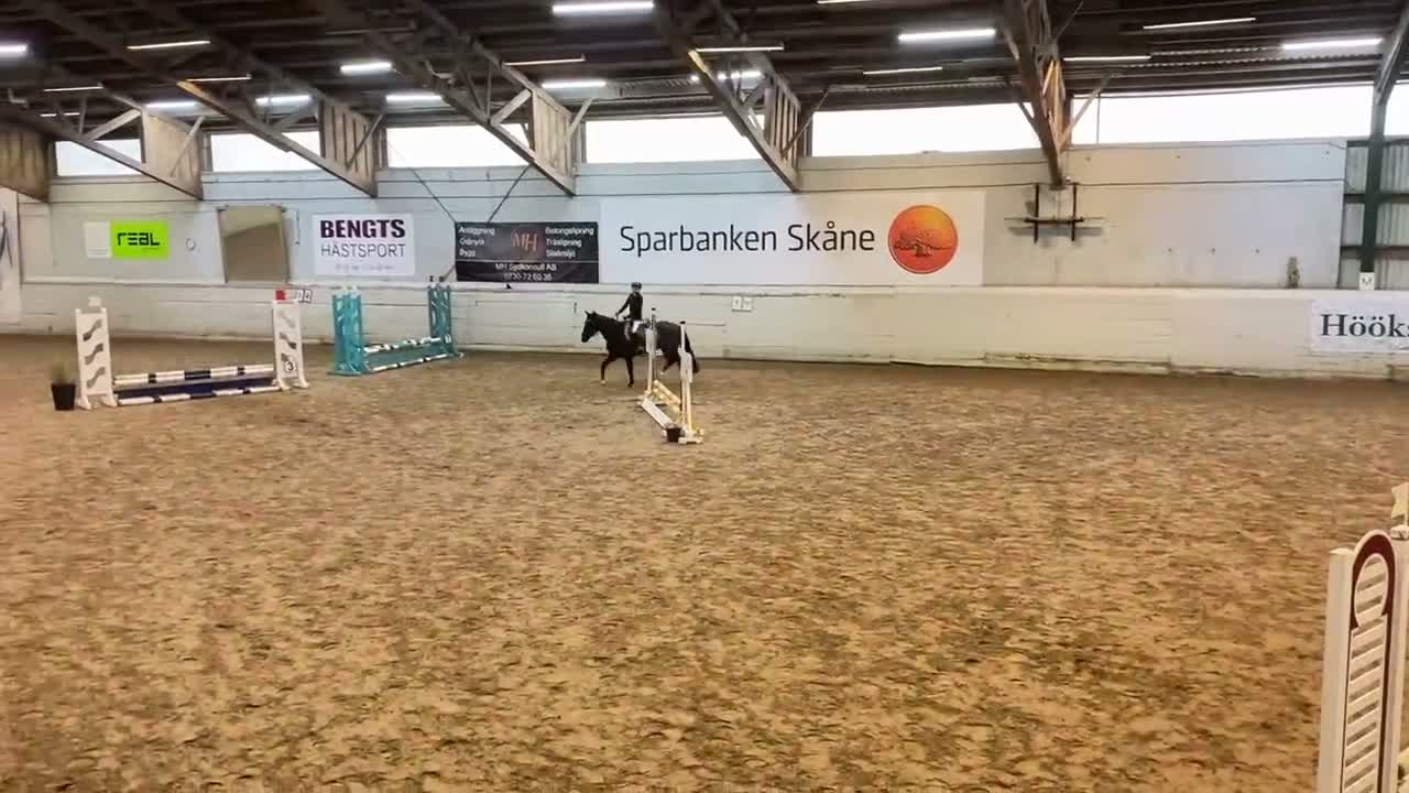 Allround hästar till salu: En dröm i svart kostym 🖤 - Video 2