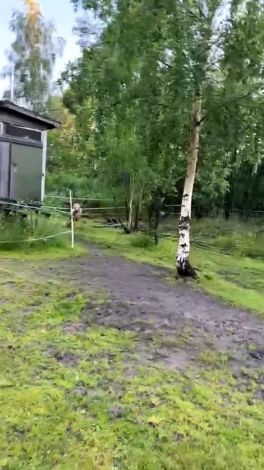 Sällskap hästar till salu: Leif och Billy i Trönödal - Video 2