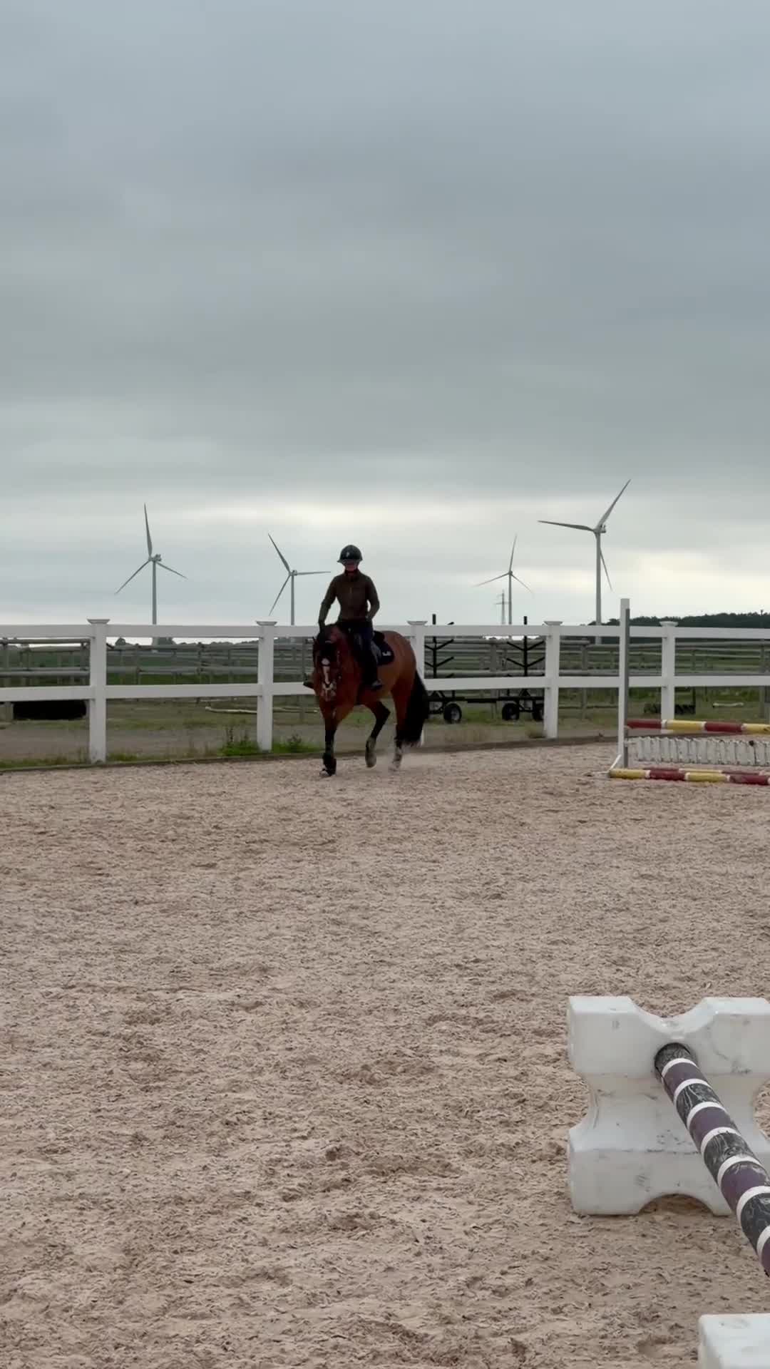 Allround hästar till salu: Trevligt allroundsto  - Video 1