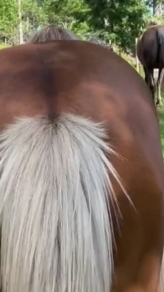 Allround hästar till salu: En bra häst att börja utbilda - Video 3