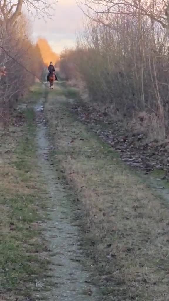 Allround hästar till salu: Snygg sportponny  - Video 1