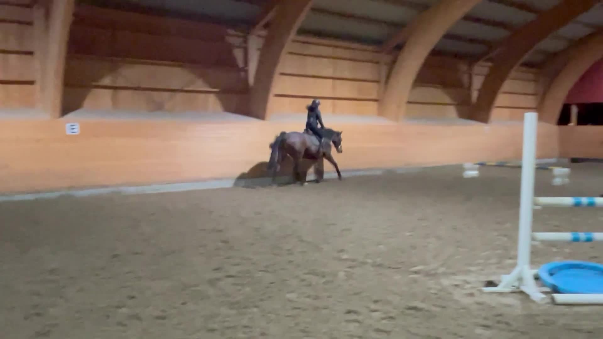 Hoppning hästar till salu: Ståtlig kille  - Video 2