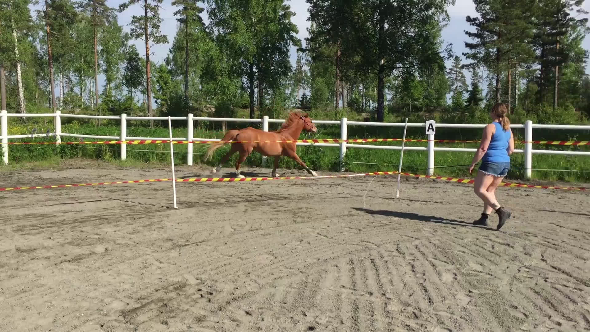 Dressyr hästar till salu: Sveriges absolut vackraste ponnyprins! i Grums - Video 3