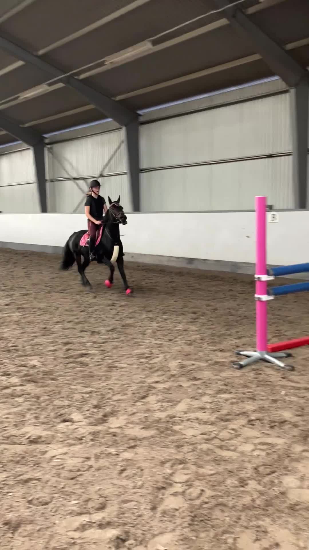 Hoppning hästar till salu: Superfin B-ponny till salu!💘 - Video 1