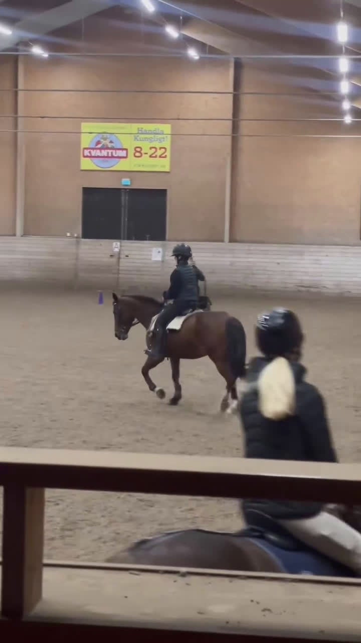  medryttarhäst sökes: Söker häst/ponny för satsning  i Skärholmen - Video 2