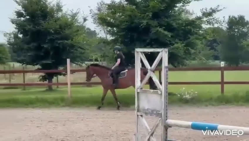 Allround hästar till salu: SNYGG TÄVLINGSPONNY!💫 i Mörarp - Video 1