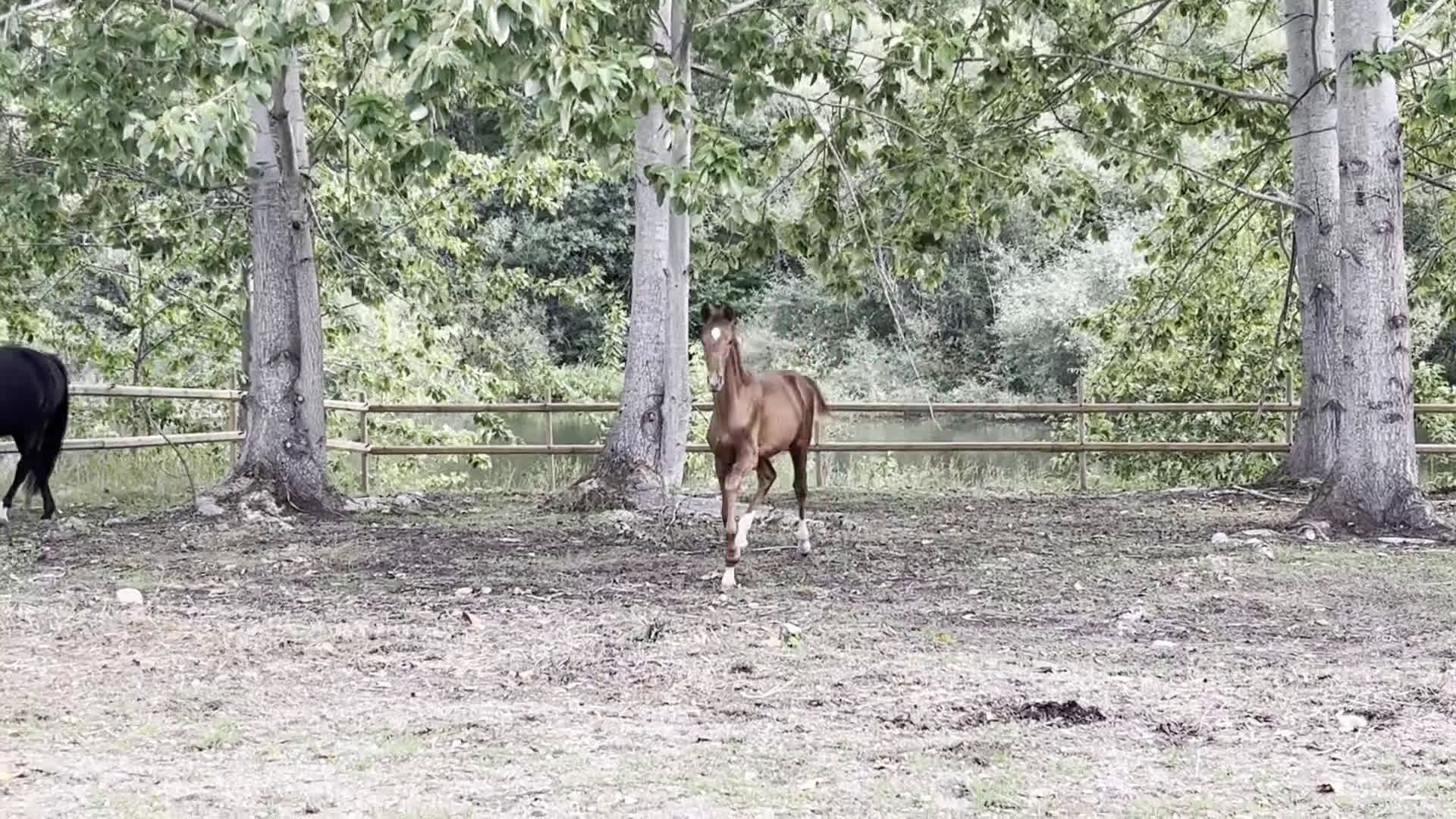 Dressyr hästar till salu: Betrix W - Hingstföl med elitstam i Skänninge - Video 1