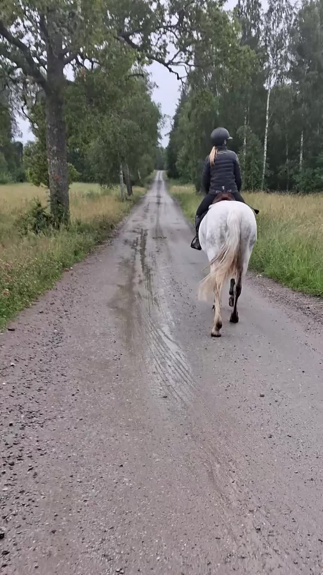 Allround hästar till salu: Trevligt och fint allroundsto - Video 5