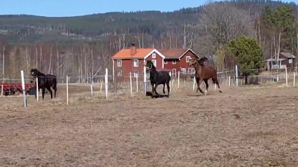 Allround hästar till salu: Ettårshingst PRE korsning - Video 2