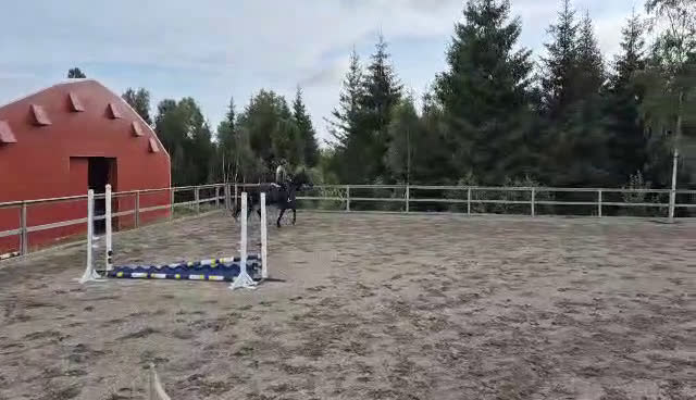 Hoppning hästar till salu: Högklassig Svart 4 årshingst - Video 1