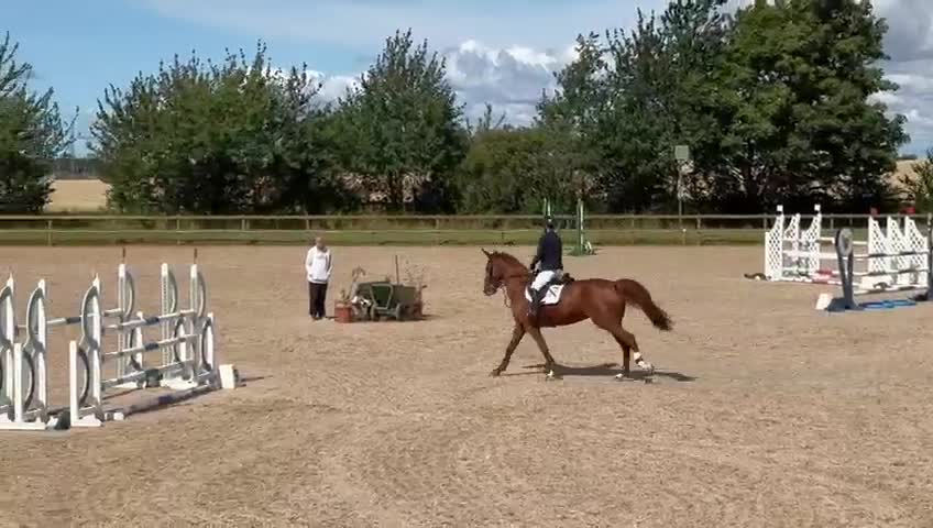 Hoppning hästar till salu: Sto med potential  i Trelleborg - Video 2