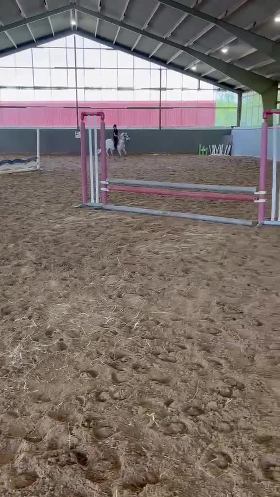 Allround hästar till salu: Tävlingskompis - Video 1